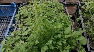 Азарина белая, розовая, синяя. Кашпо, укоренившиеся растения. И черенкуем снова✂️