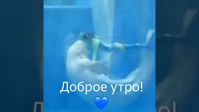 Дельфін танцует смотреть онлайн