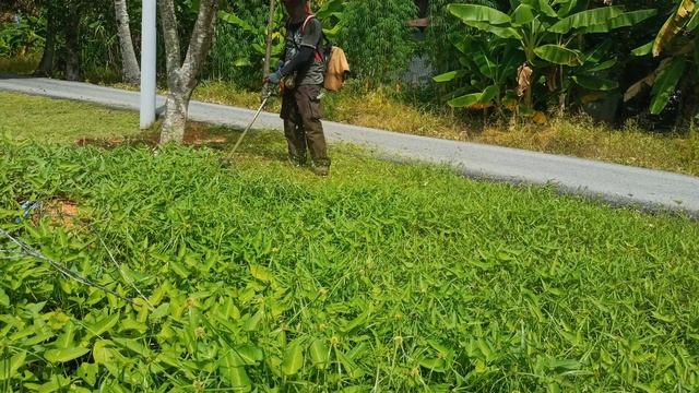 mesin ogawa bg330(33cc)//potong rumput смотреть онлайн