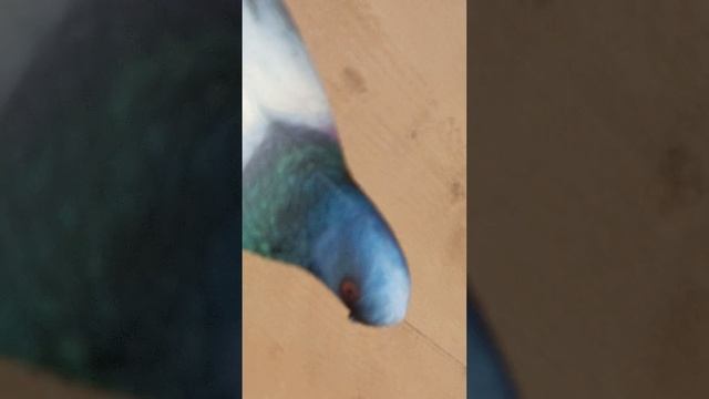 Голубь песня смотреть онлайн