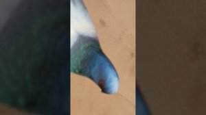 Голубь песня