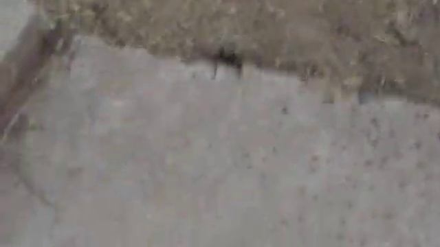 bañate araña смотреть онлайн