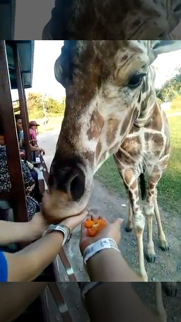 Dando de comer a una jirafa смотреть онлайн