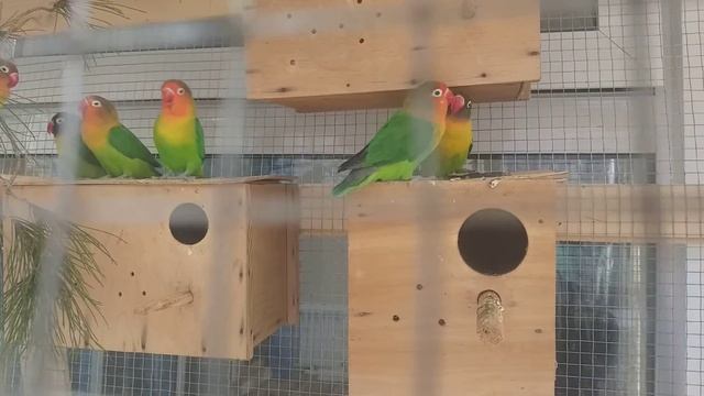 Мои неразлучники.Agapornis смотреть онлайн