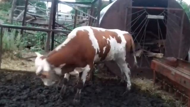 Корова зажигает на танцполе😂 смотреть онлайн