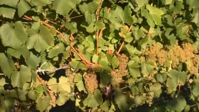 Glenora Gewurztraminer Harvest 10-6-09 смотреть онлайн