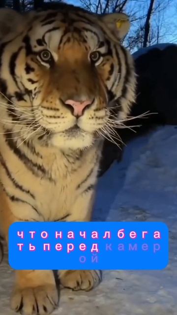 В Приморье тигр обнаружил фотоловушку и так засмущался, что начал бегать перед камерой. #новости смотреть онлайн