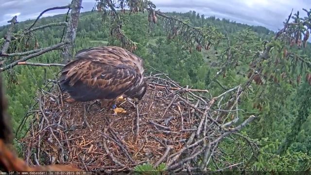 juras erglis 2015 07 10 06 36 05EagletInEatsOldFishHead смотреть онлайн