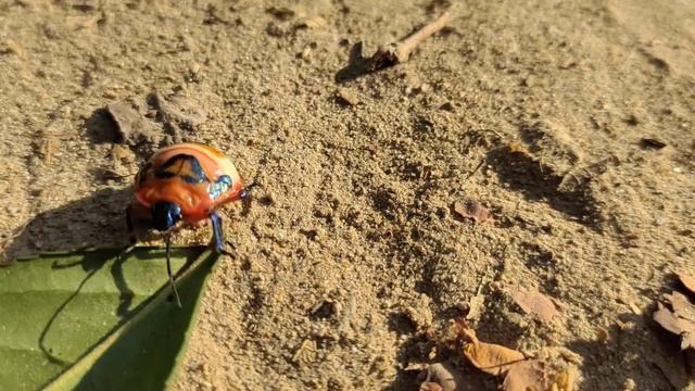 Red Jewel bug,Beetle, Shield bug which belong to the Scutelleridae family & are actually true bug. смотреть онлайн