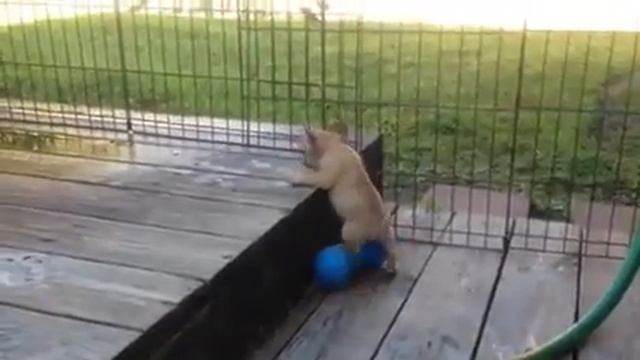 Poetic French Bulldog Puppy Video смотреть онлайн
