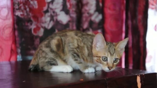 Доставку практикуем. Жан-Тай Leader Forever KBS ny 2209 Д.р. 27.05.2018 г. Продажа смотреть онлайн