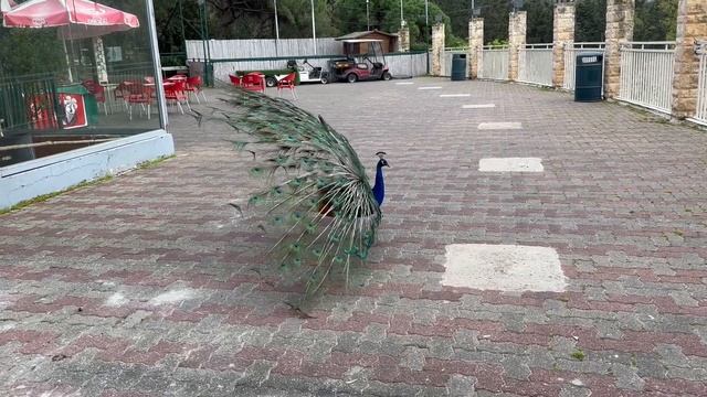 Танец павлина смотреть онлайн