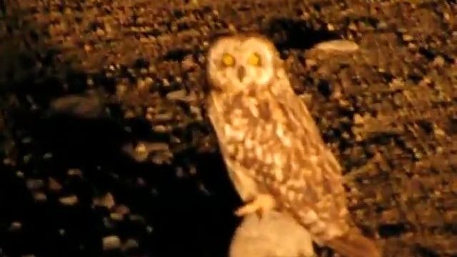 сова.avi смотреть онлайн