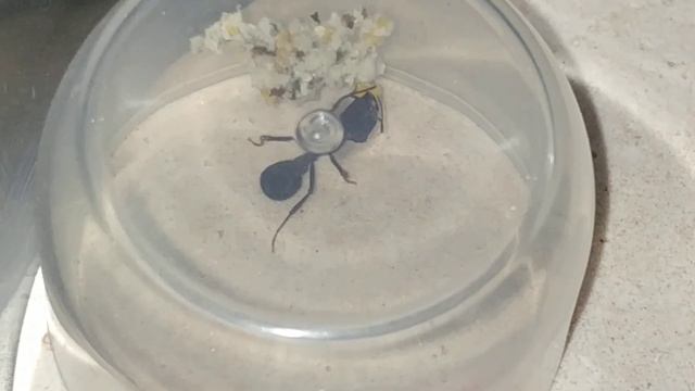 Acromyrmex sp - Cultivadoras de fungo, servindo alimento смотреть онлайн