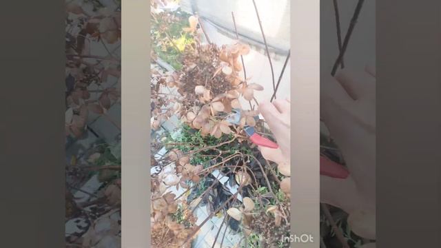 Готовим гортензии к зиме.