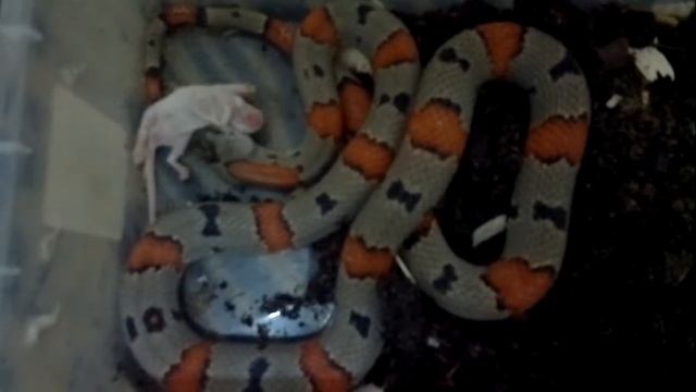 feeding time :-) смотреть онлайн