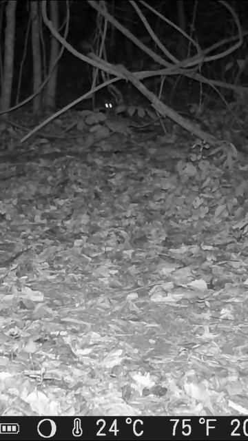 Ocelot mother and her two cubs #wildanimal #nature #wildlife смотреть онлайн