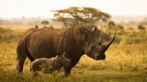 Животные жарких стран