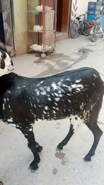 male gote for sale in Eid parice 40000 #short #video June 3, 2023 смотреть онлайн