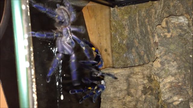 Poecilotheria metallica pairing. смотреть онлайн