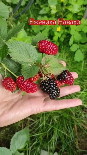 Ежевика Навахо у меня в саду