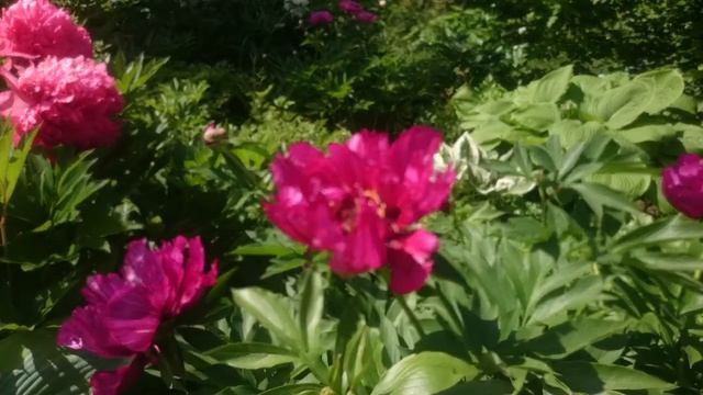 Paeonia Morning Lilac