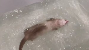 Как купать ХОРЬКА ? Какой я использую шампунь для хорьков .