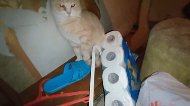 Про котиков. Наш приют "Люськин Дом" в Сочи. Будни. 🐱🐈🐱 смотреть онлайн
