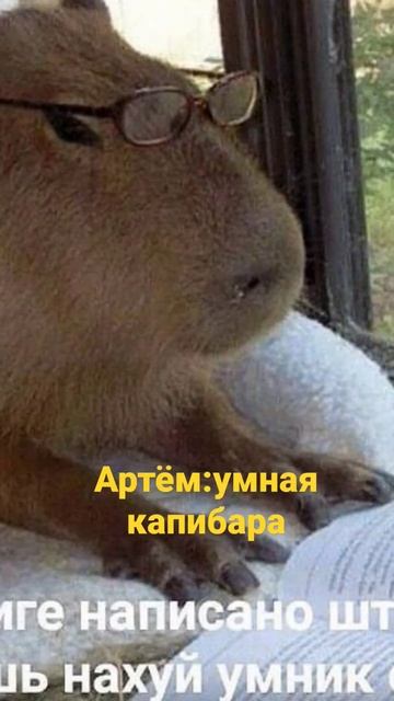 какая ты капибара по имени #рек #капибара смотреть онлайн