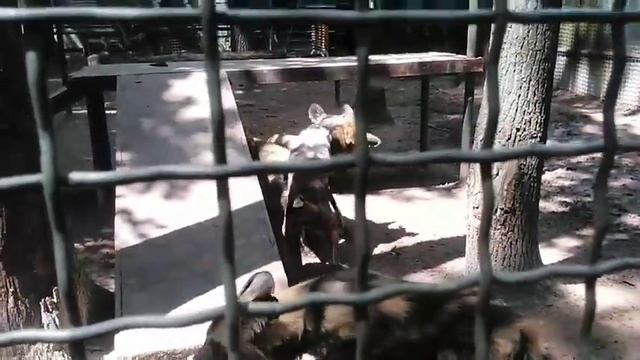 гиены смотреть онлайн