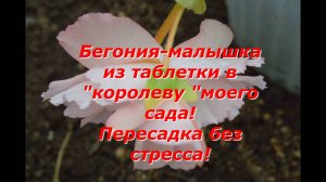 БЕГОНИЯ-МАЛЫШКА из таблетки в королеву моего сада !Пикировка перевалка бегонии