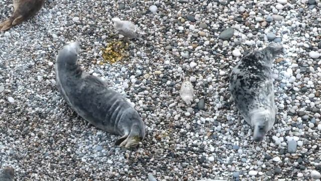 Saturday morning seals - 24th February 2024 смотреть онлайн