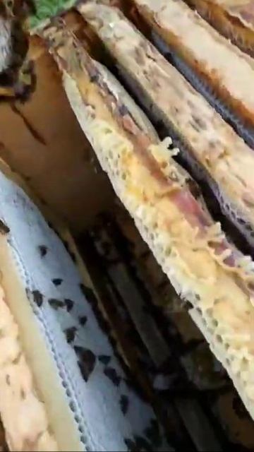 Польза МЁДА смотреть онлайн