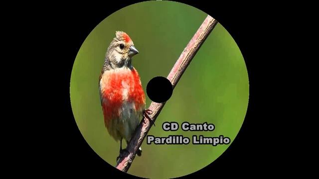 CD Pardillo Canto Limpio [2020] смотреть онлайн
