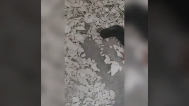 Строительный пылесос Дніпро-М VCW-60S Double Power #днипром #dniDnipro-M смотреть онлайн