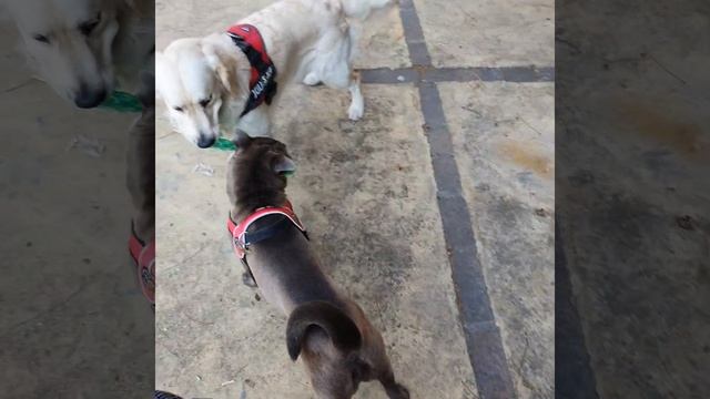 How i made my shar pei play with other dogs смотреть онлайн