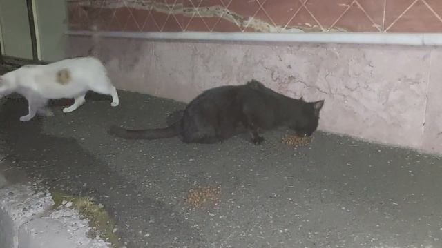 Two beautiful cats смотреть онлайн