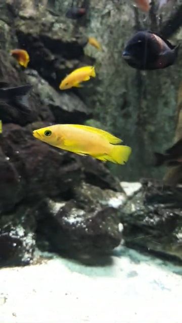 Lemon cichiled смотреть онлайн