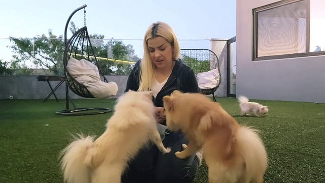 Pomeranian Boo ve Köpek Yavruları: En Sevimli Anları (Desire) смотреть онлайн