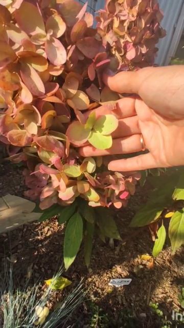 Гортензия Bonfire у меня в саду