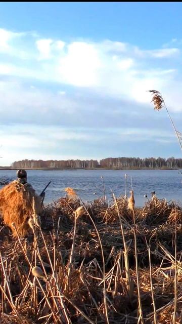 Селезень серой утки! Очень красивый весенний трофей 🦆👍 #hunting #охотанауток #охота2024 #охотники смотреть онлайн