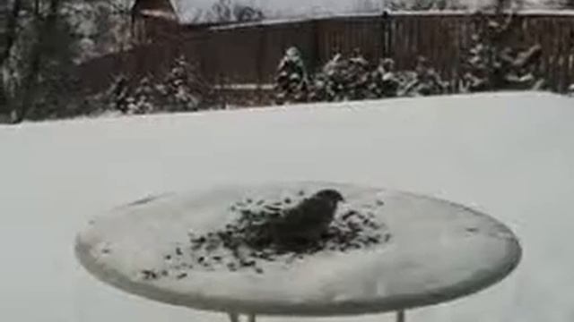 Птички смотреть онлайн