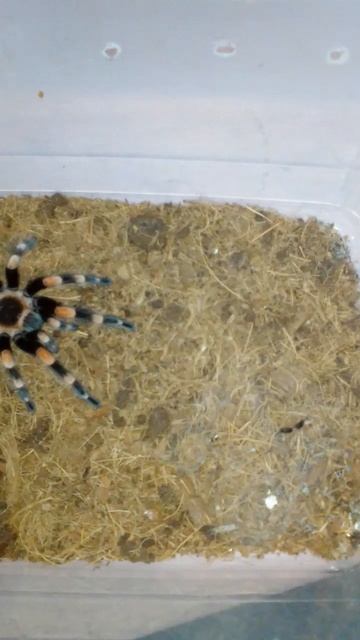 alimentando a mi brachypelma smithi смотреть онлайн