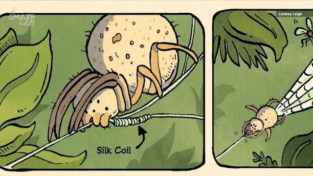 Tiny Slingshot Spider Can Launch Itself 100x Faster Than A Cheetah смотреть онлайн