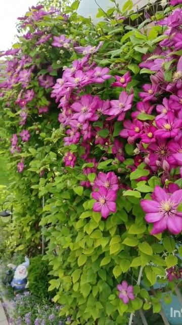 Клематисы в моём саду.  #Клематис #клематисвсаду