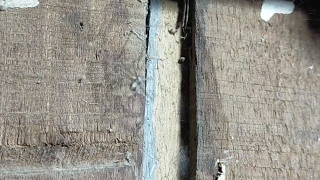 Spider Catch insect смотреть онлайн