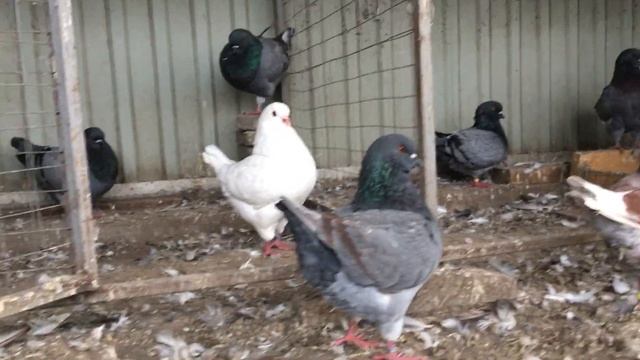Голуби кинги KING PIGEONS 2020 смотреть онлайн