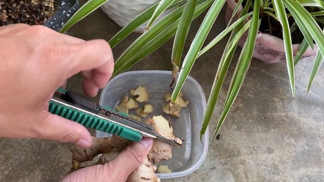 Just 1 ginger root, I won't use any other water for my plants смотреть онлайн