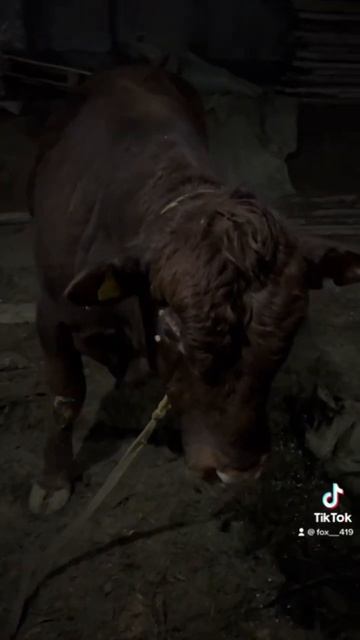 Помесь ангуса и казахской белоголовой 😎😎😎 смотреть онлайн