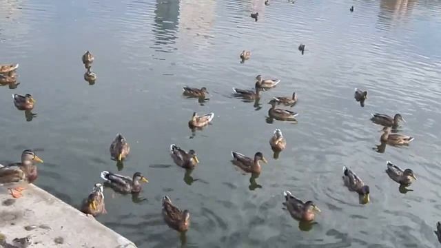 006 09 09 2015 Г ГОЛЬЯНОВСКИЙ ПРУД ...УТКИ.... смотреть онлайн